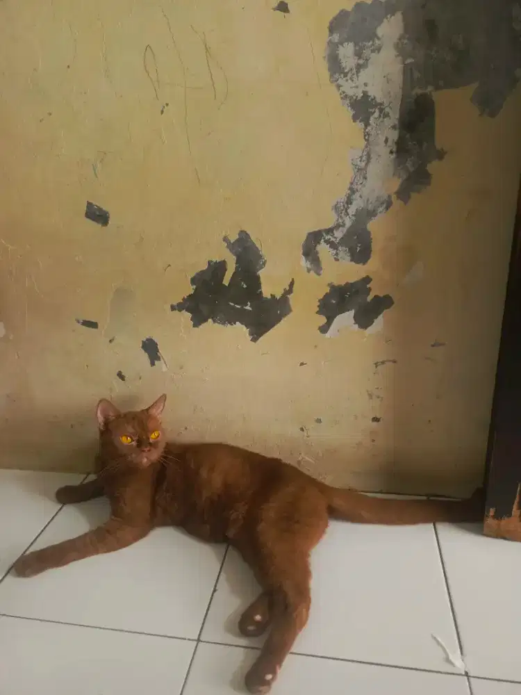 Kucing BSH cinamon