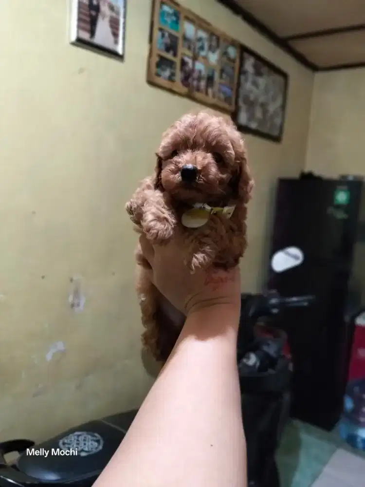 Toy poodle betina