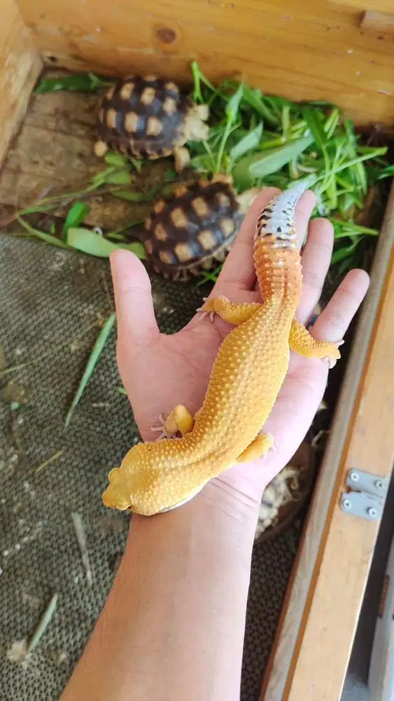Gecko giant 27cm