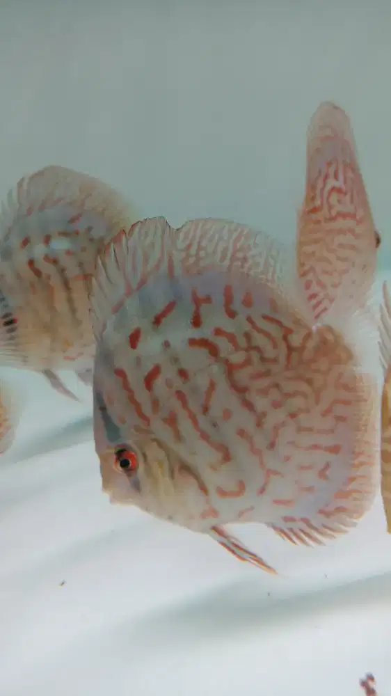 Ikan hias discus diskus 3 inch