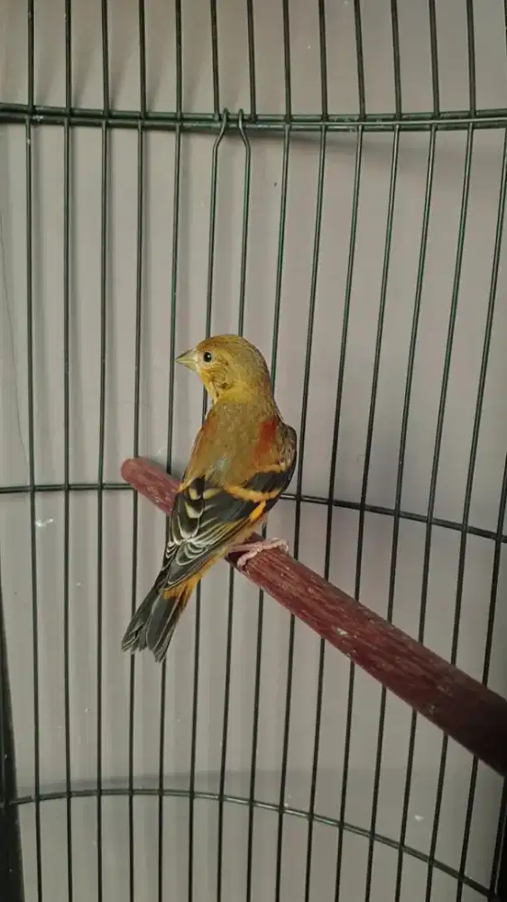 Red siskin klasik jantan