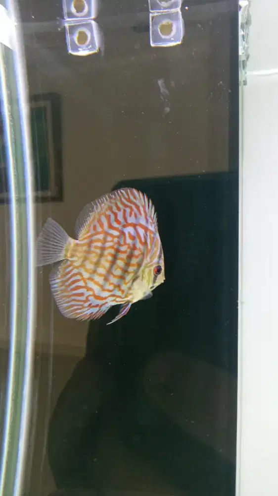Discus diskus 3 inch