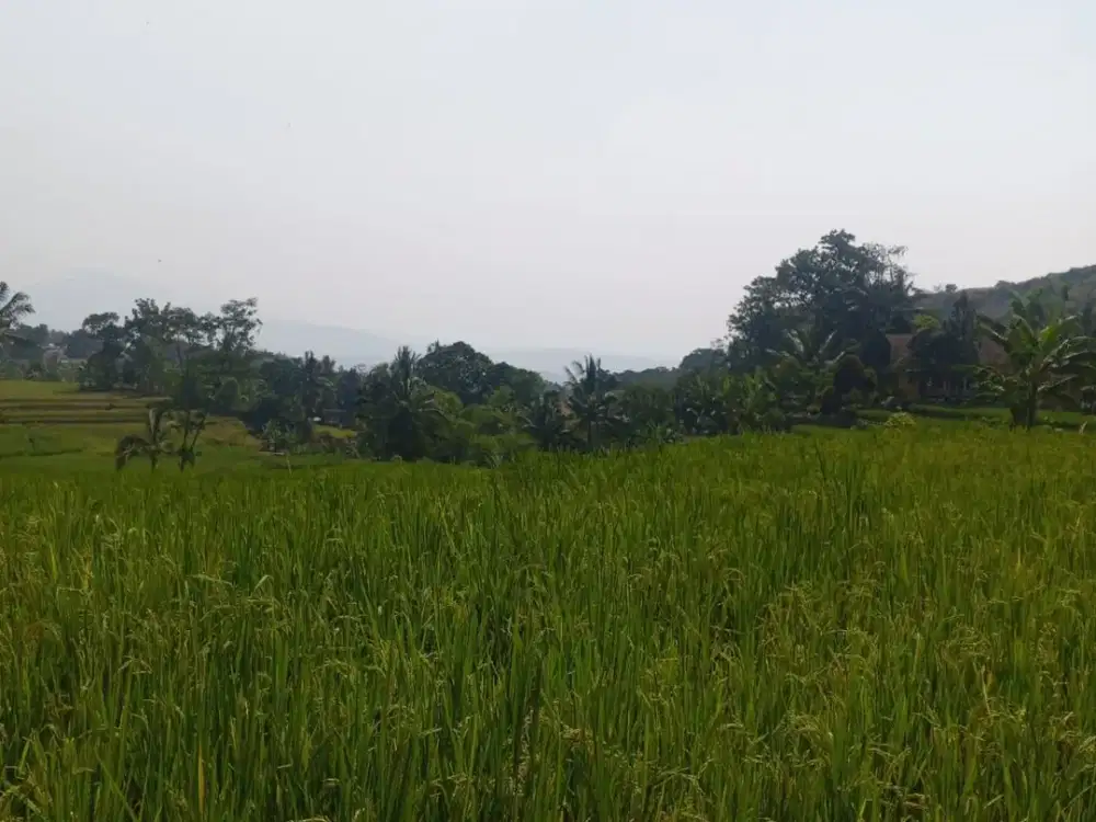 Jual Tanah di Sukamakmur, Puncak 2