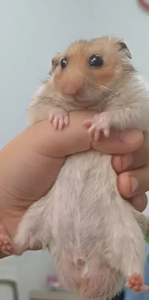 Hamster syrian jenis moca late & panda