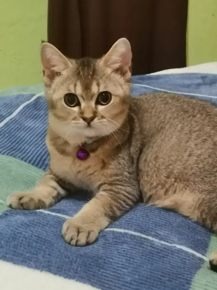 British Shorthair jantan