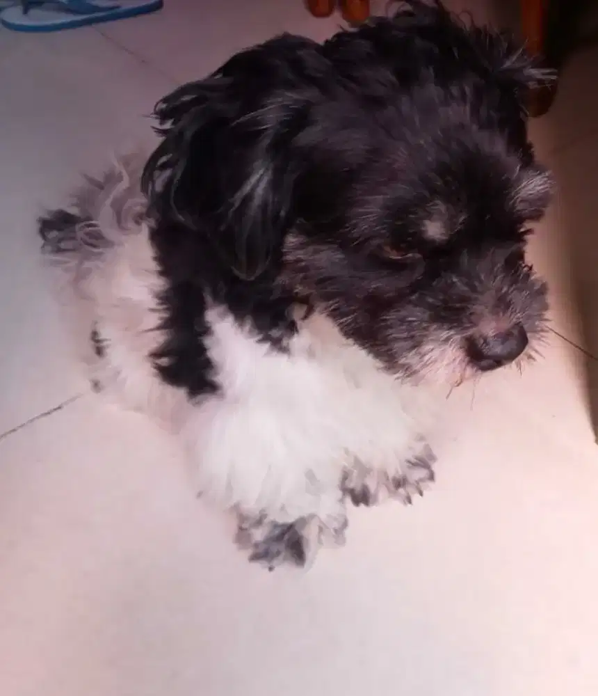Shitsu x poodle