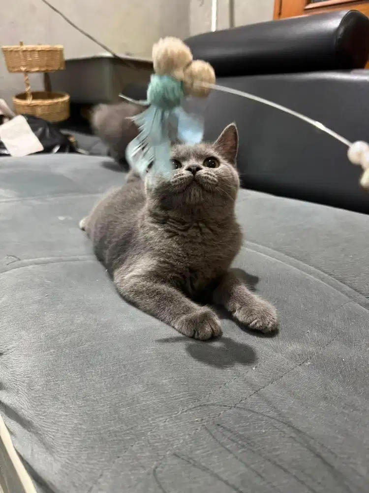 Kucing British ShortHair Jantan Usia 2bln Pure Kucing BSH Jantan Sehat