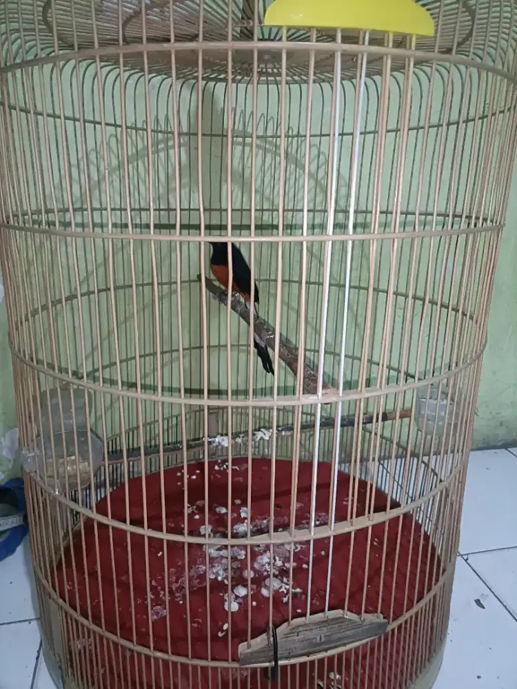 Dijual Cepat Burung Murai Batu
