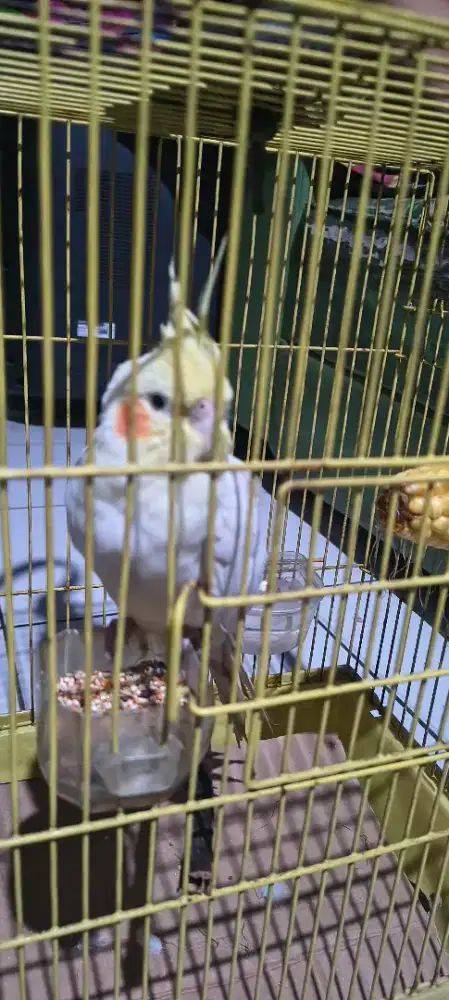 Burung parkit Australia