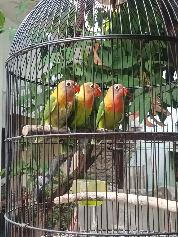 lovebird josan baby