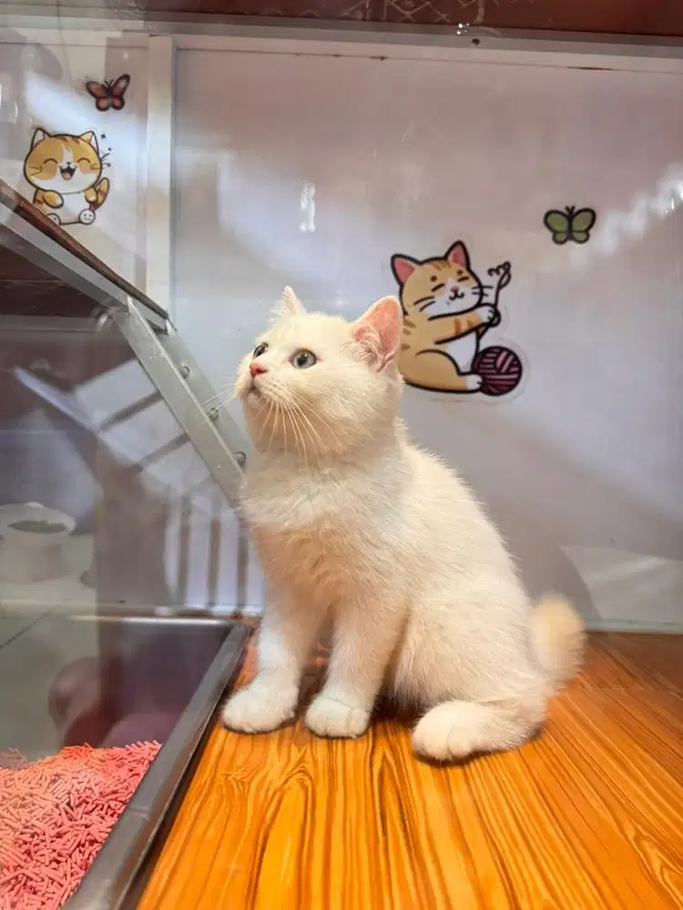 BSH White Solid Nonped Kitten