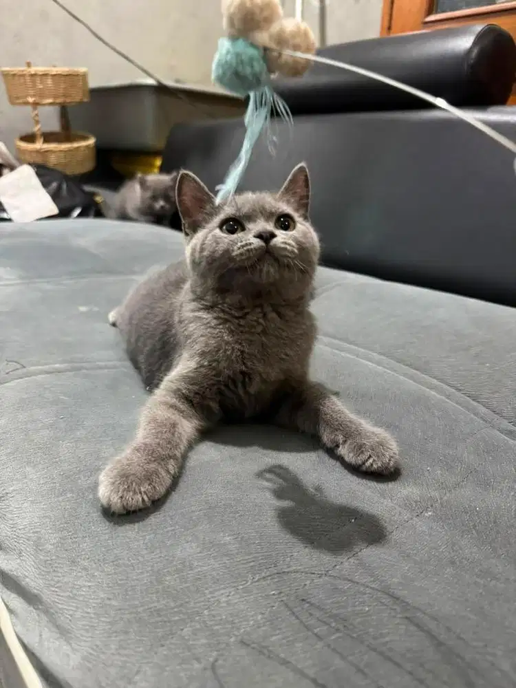 Kucing Kitten British Shorthair Jantan Warna Blue Solid BSH umur 2bln