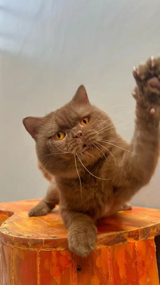 British shorthair import