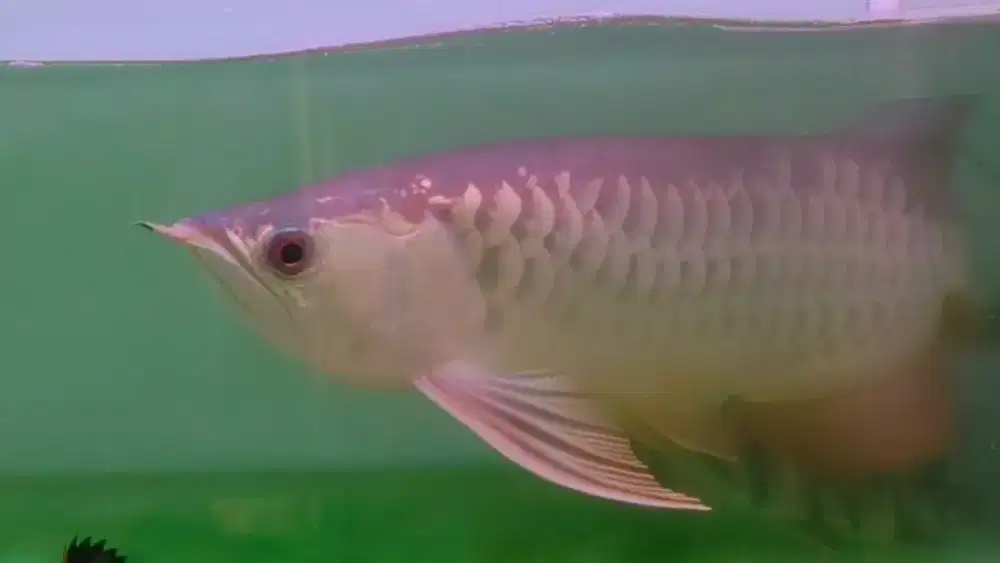 Arwana Arowana Golden red ITL -+48cm