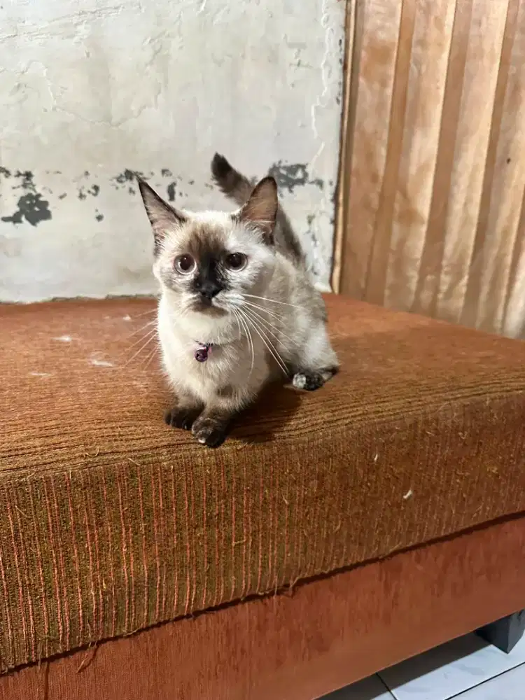 cat for sale, Himalayan Munchkin