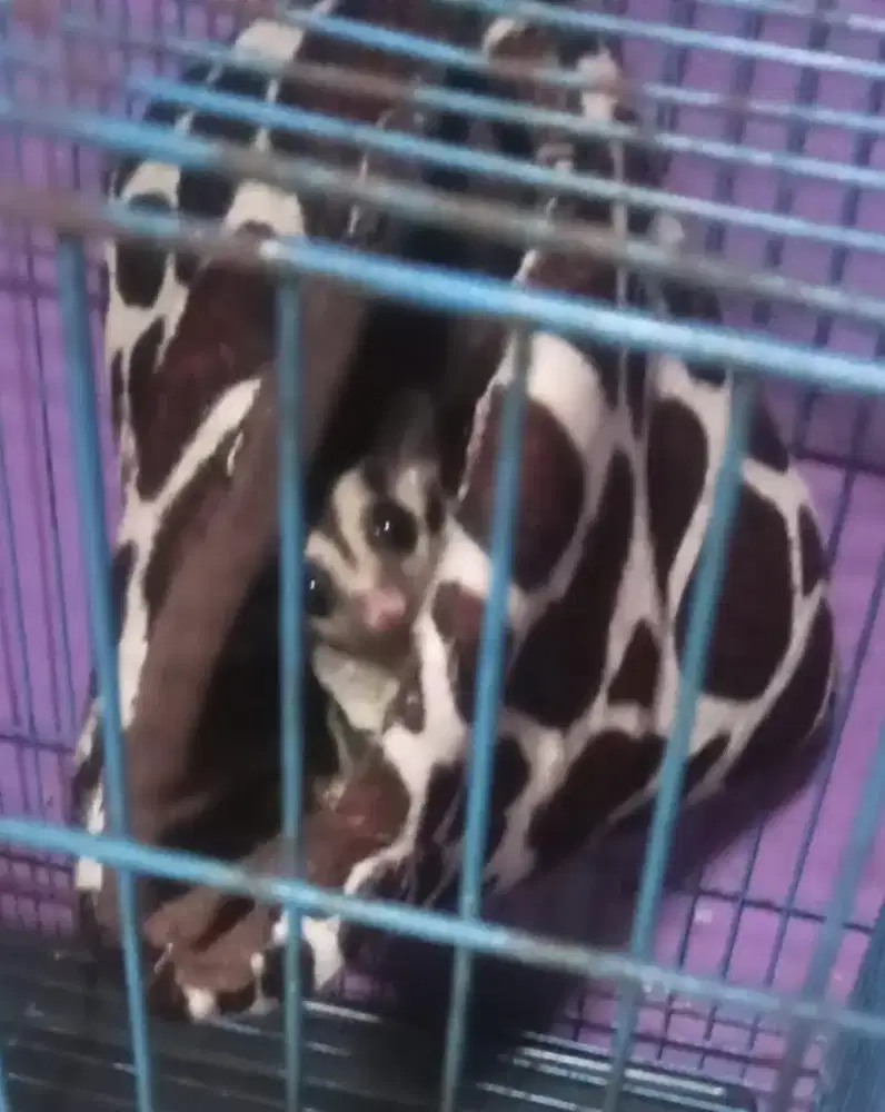Sugar glider  betina