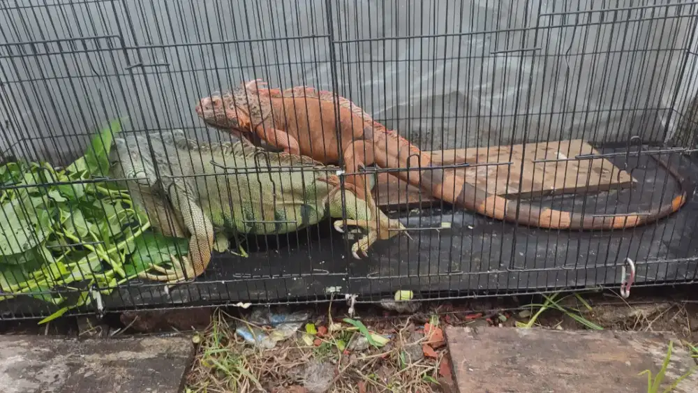Iguana super red dan green sepasang