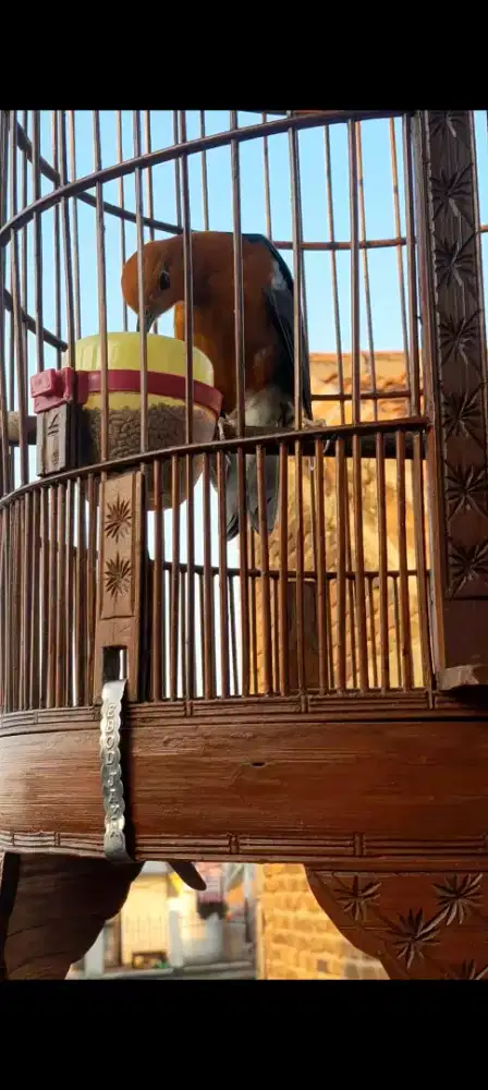 JUAL BURUNG ANIS MERAH GACOR