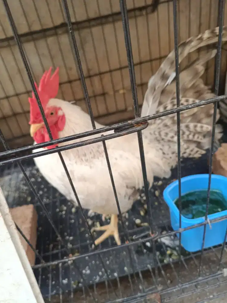 Dijual ayam Kate jago putih