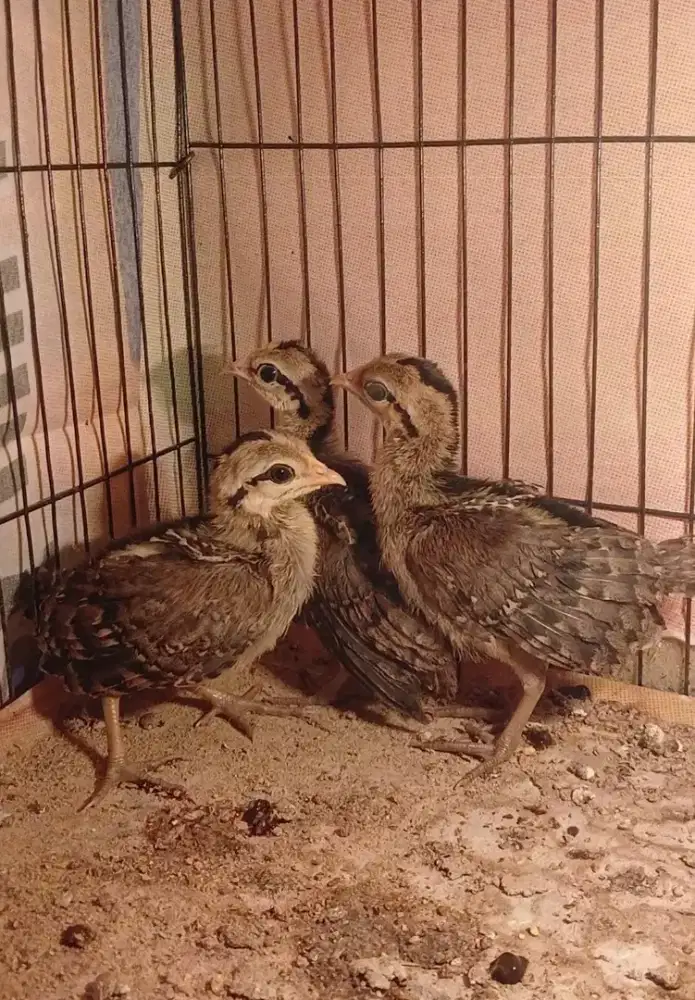 Ayam hutan hijau