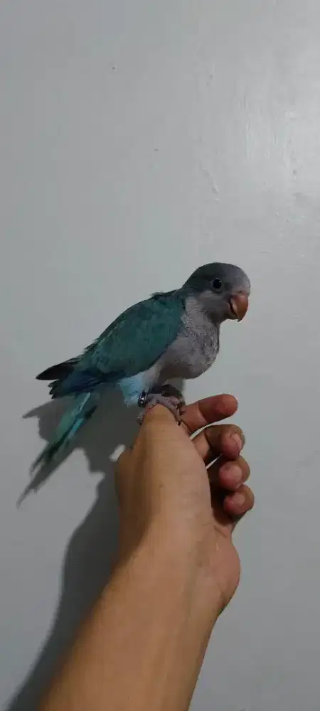 Monk parakeet blue baby DNA jantan