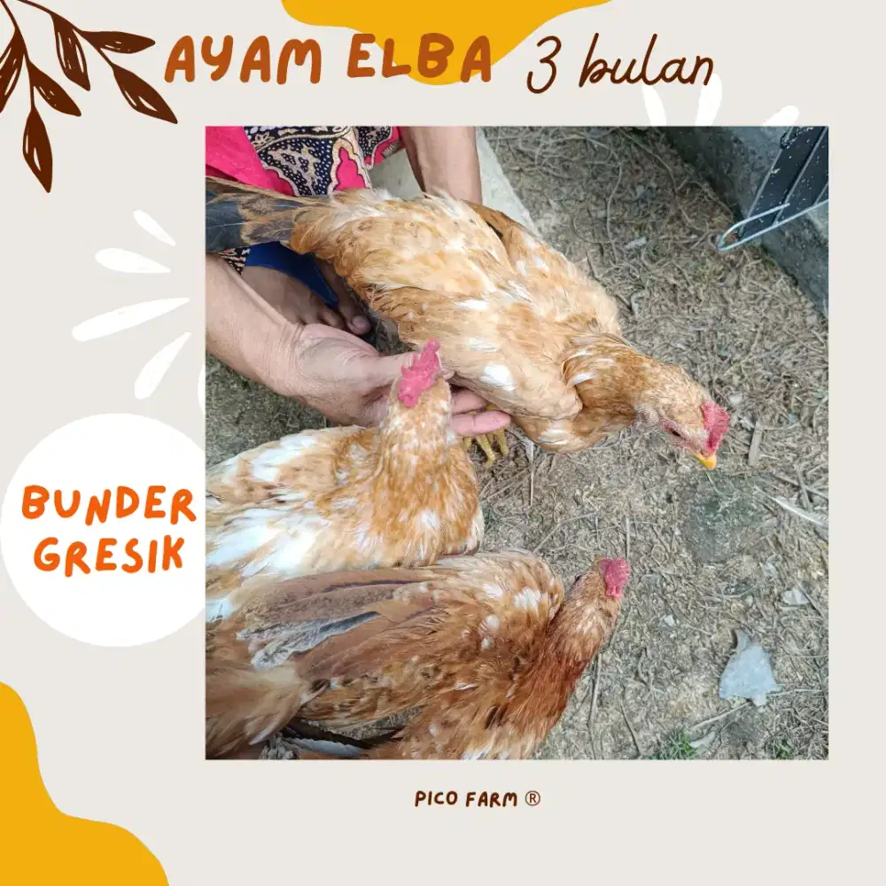 Ayam Elba Jantan
