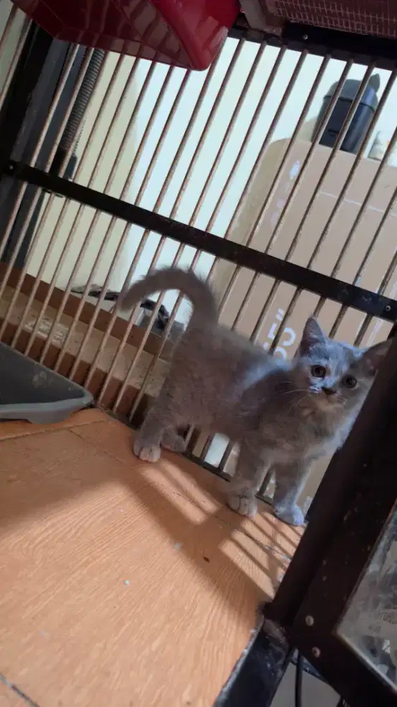 Kucing Munchkin Vs British