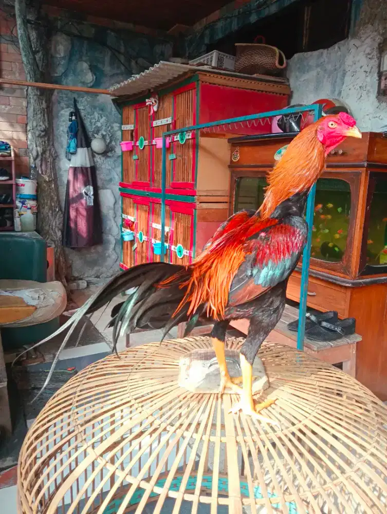 Ayam Bangkok Muda