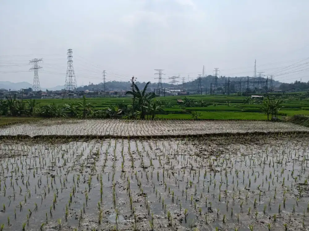 Dijual Tanah Sawah  produktif dekat Stasiun Kereta Cepat Jkt-Bdg