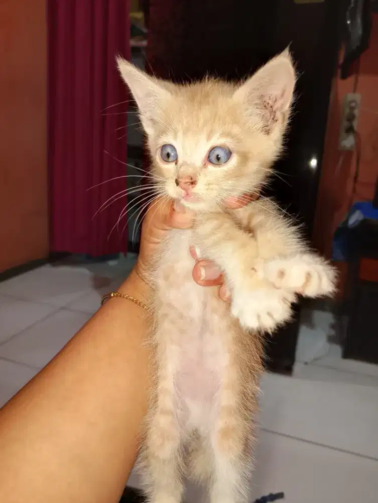Open adopsi kucing