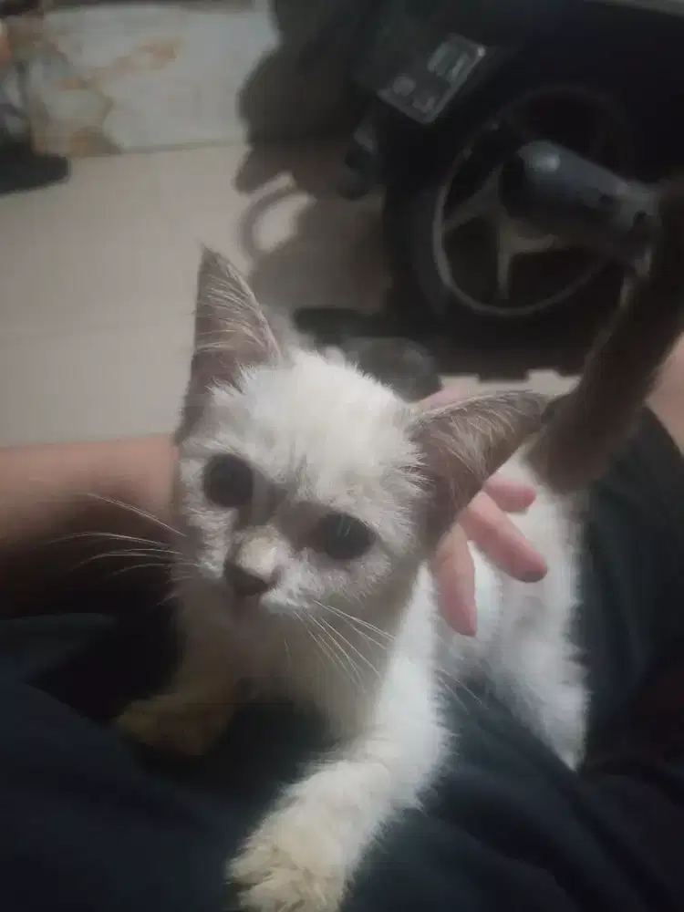 Di jual kitten ragdol Himalaya