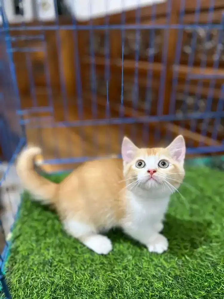Kitten munckhin kaki cebol