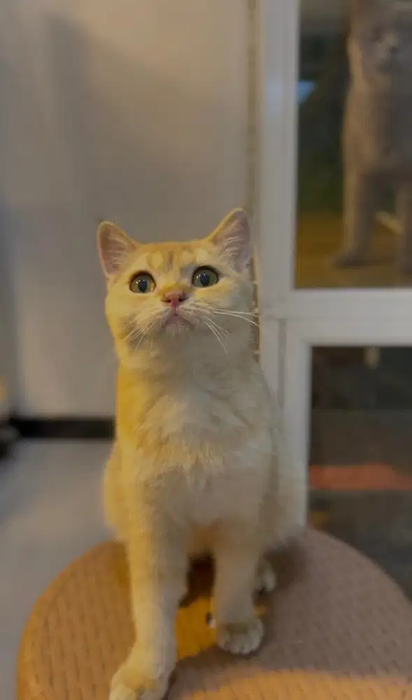 British Shorthair golden ny12 betina