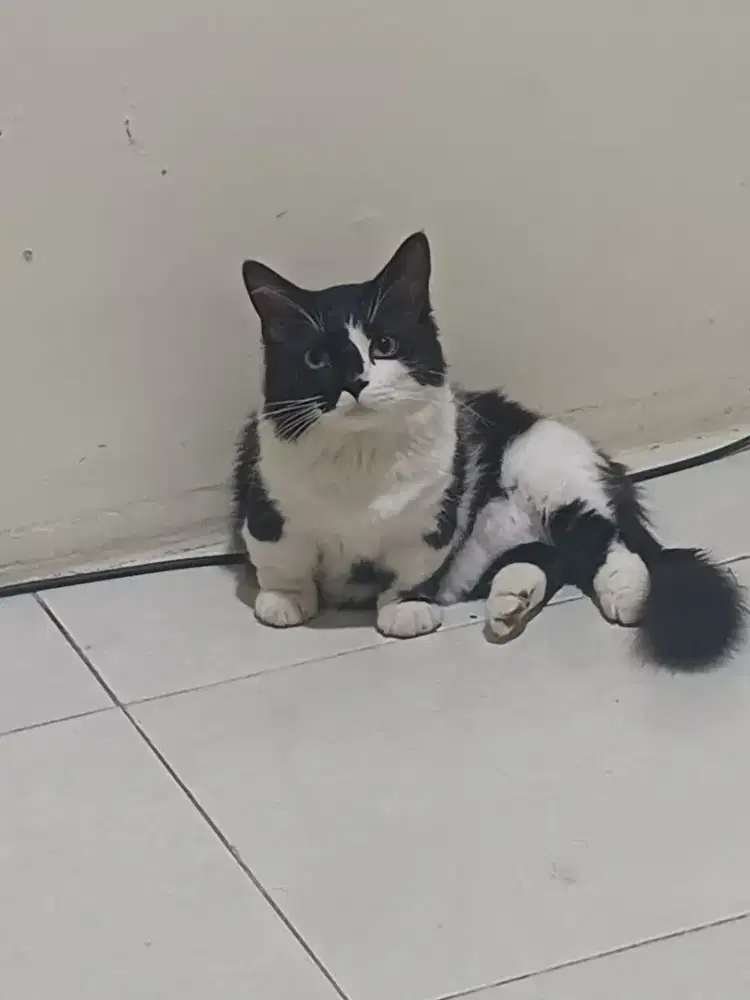 Pacak Munchkin Mungil