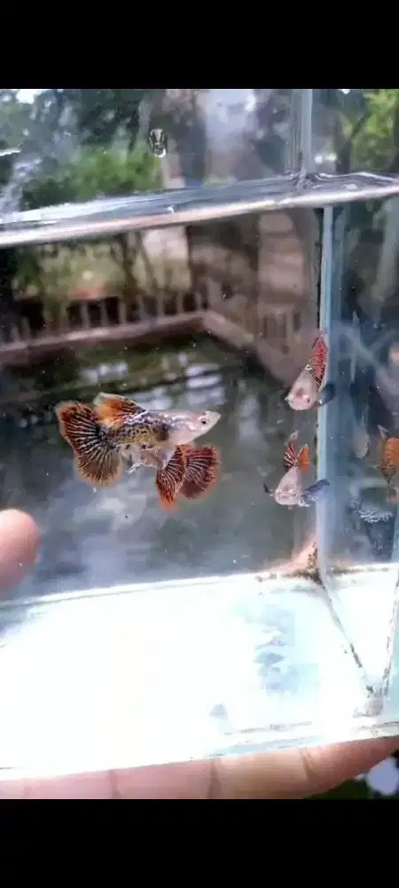 ikan guppy red Dragon