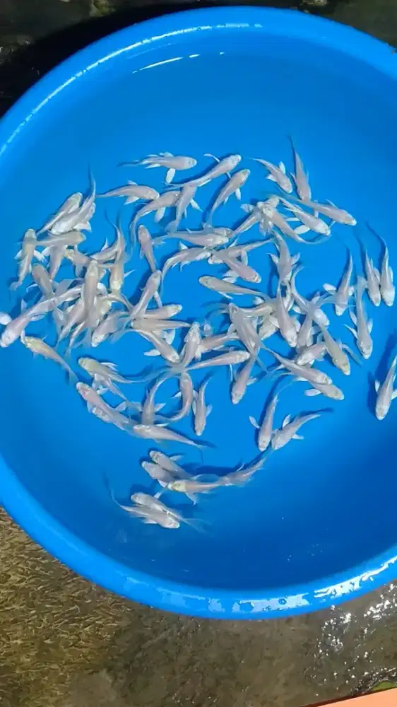 Ikan koi size 10cm