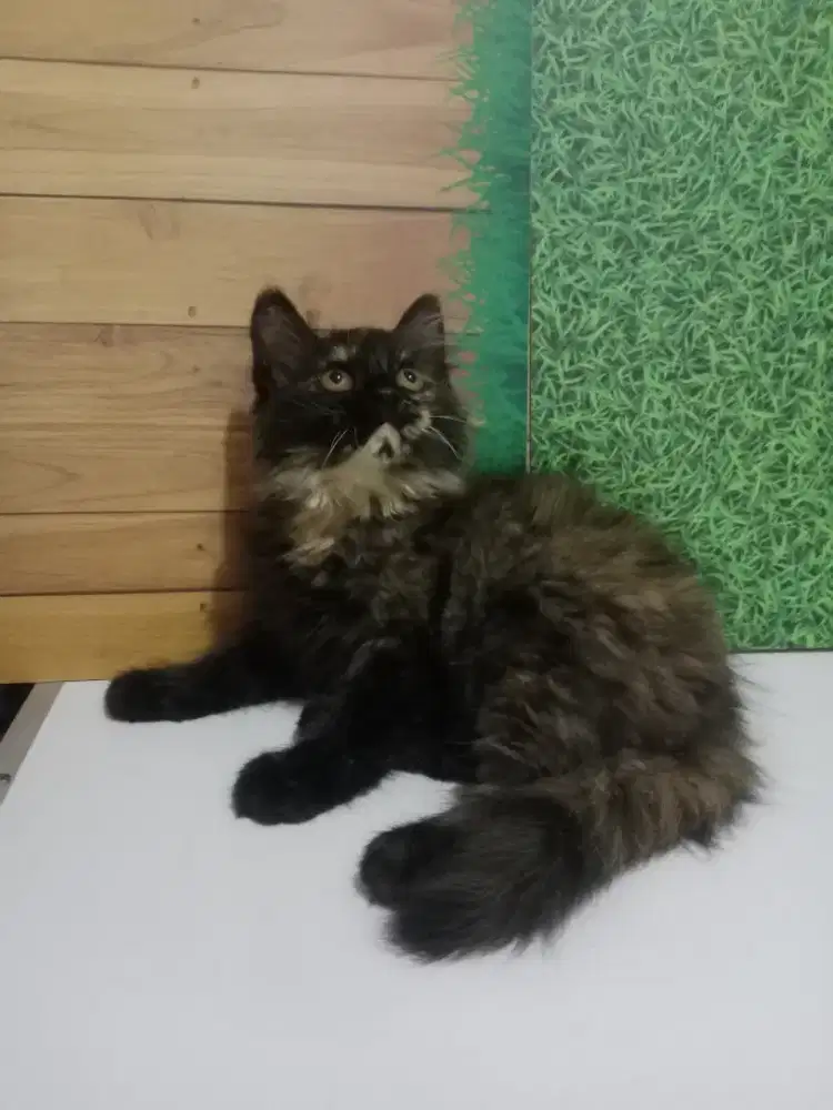 Persia kitten tortie