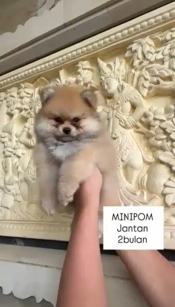 Mini pom, pomeranian
