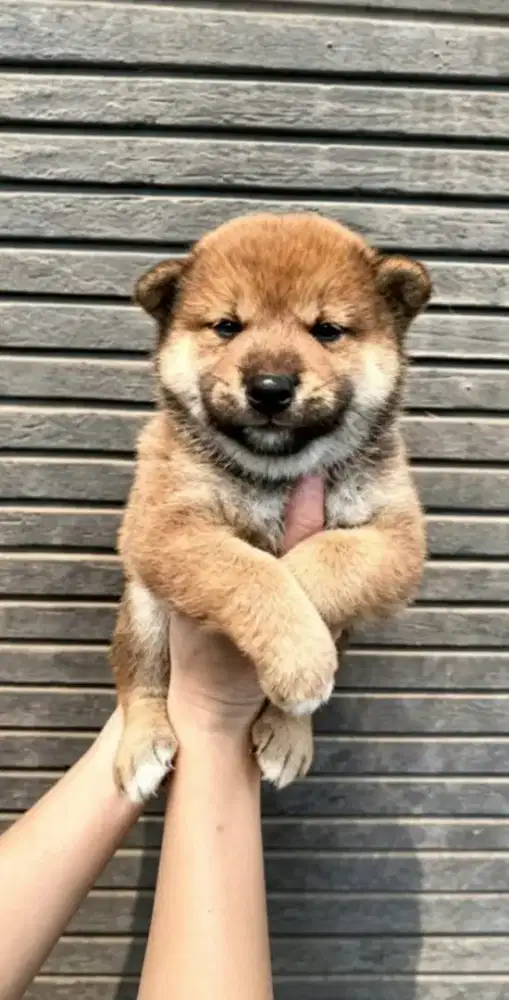 Shiba ini jantan red