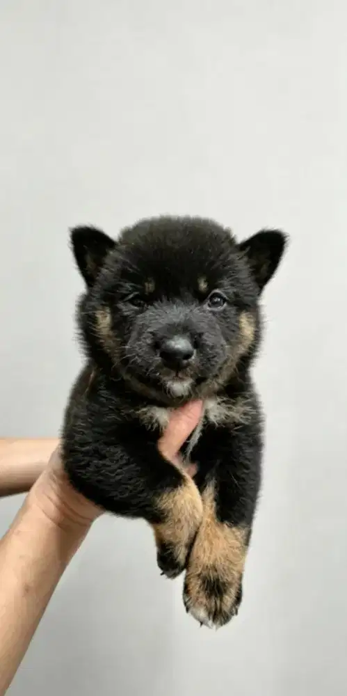 Shiba ini betina  black tan