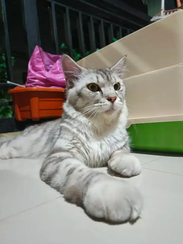 Jasa pacak mengawinkan Kucing Mainecoon Silver Tabby