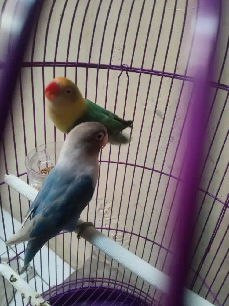 Sepasang lovebird