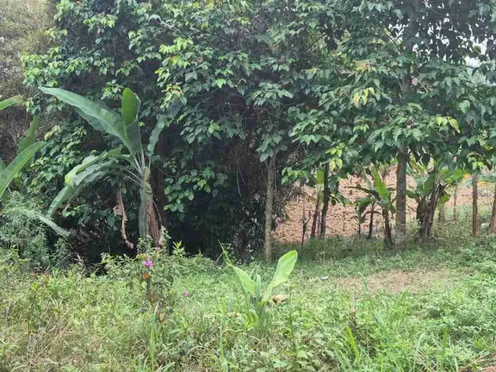 Jual Tanah 2000 m2 di Sukamakmur, Bogor