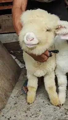 sepasang bibit domba merino 4 bulanan boneka hidup full bulu lucu unik