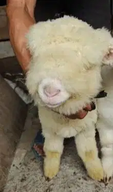 sepasang cempe bibit domba merino superan istimewa 4 bln boneka hidup