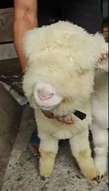 sepasang cempe anakan domba merino 4 bln super istimewa boneka hidup