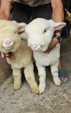 sepasang cempe anakan domba merino 4 bln super istimewa boneka hidup