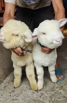 sepasang anakan domba merino super 4 bln istimewa full bulu jamin puas