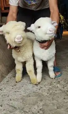 sepasang anakan domba merino super 4 bln istimewa full bulu jamin puas