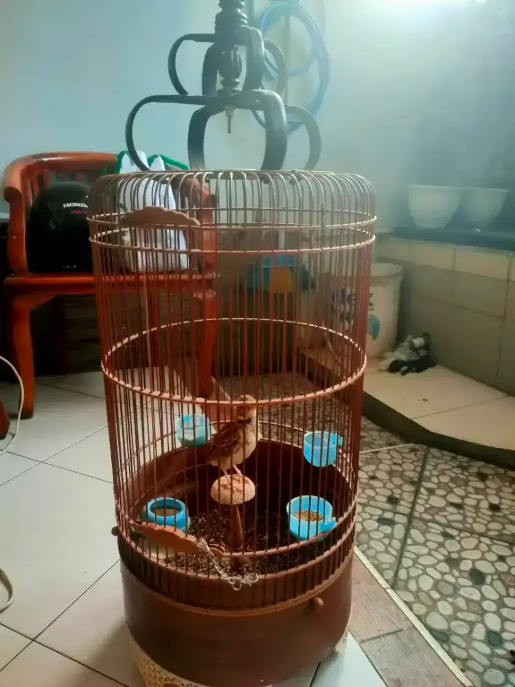 Branjangan import calandra lark ( Turkey)